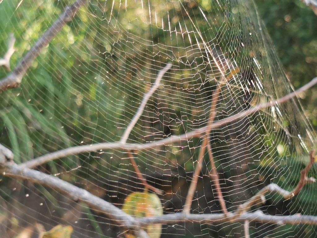 Bêtes à huit&nbsp;pattes
