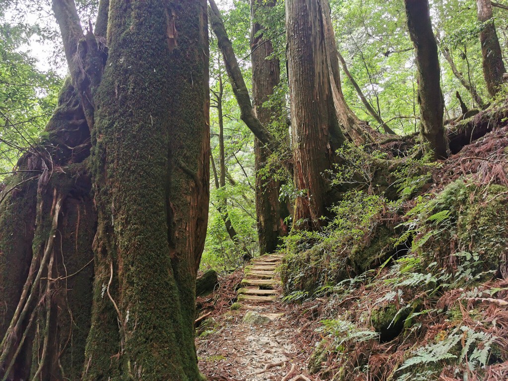 Retour dans la&nbsp;forêt