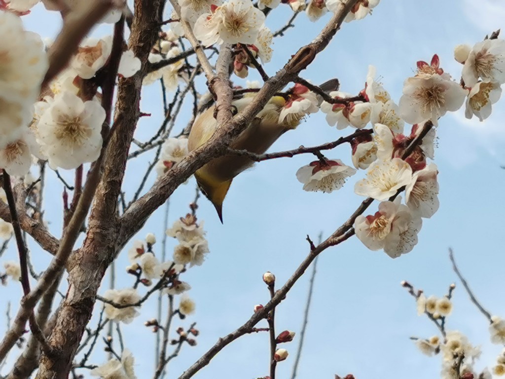 Ça fleure bon le printemps